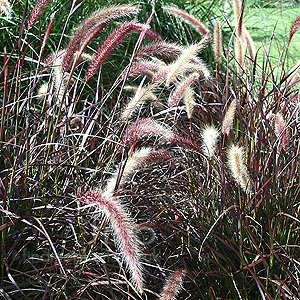 Pennisetum Setaceum 'Rubrum' - Fountain Grass, Pennisetum