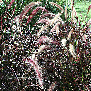 Pennisetum Setaceum 'Rubrum' - Fountain Grass, Pennisetum