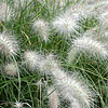 Pennisetum Villosum