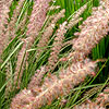 Pennisetum Orientale