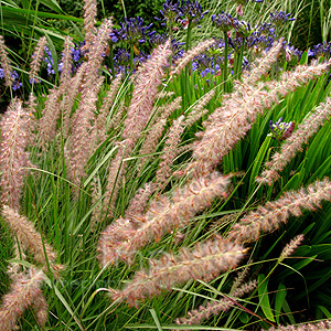 Pennisetum Orientale - Fountain Grass, Pennisetum