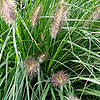 Pennisetum Alopecuroides - Woodside