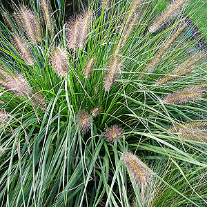 Pennisetum Alopecuroides 'Woodside' - Fountain Grass