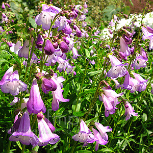 Penstemon 'Alice Hindley' - Penstemon