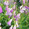 Penstemon - Catherine De La Mere