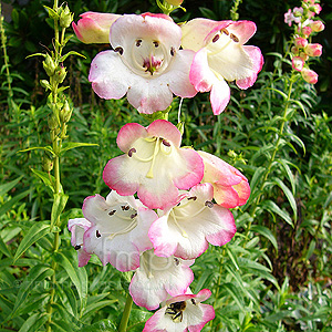 Penstemon 'Osprey' - Beard Tongue