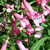 Penstemon - Pennington Gem