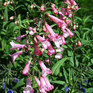 Penstemon 'Pennington Gem' - Beard Tongue