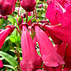 Penstemon - Port Wine