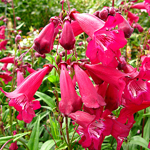 Penstemon 'Port Wine' - Penstemon