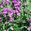 Penstemon - Sour Grapes