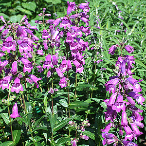 Penstemon 'Sour Grapes'