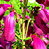 Penstemon - Countess of Dalkeith