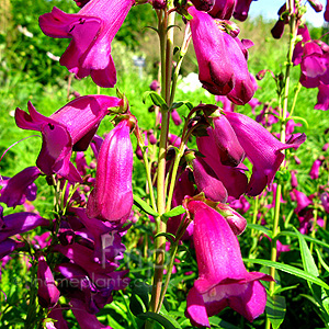 Penstemon 'Countess of Dalkeith' - Penstemon