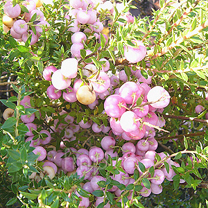 Pernettya Mucronata 'Mascala' - Pernettya