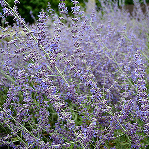 Perovskia Atriplicifolia 'Blue Spire' - Turkish Sage