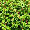 Persicaria Amplexicaulis - Blotau