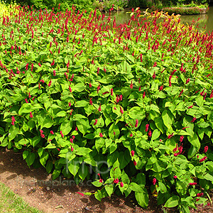 Persicaria Amplexicaulis 'Blotau' - Bistort, Persicaria