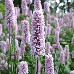 Persicaria Bistorta - Bistort