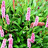 Persicaria - Kewform