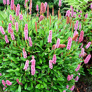 Persicaria 'Kewform' - Knotweed