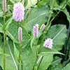 Persicaria Bistorta - Superba