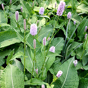 Persicaria Bistorta 'Superba' - Knotweed