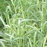 Phalaris Arundinacea 'Feesey's Form'