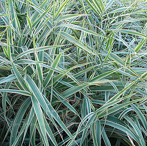 Phalaris Arundinacea 'Picta'