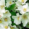 Philadelphus - Sybille