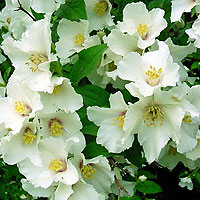 Philadelphus 'Sybille' - Mock Orange, Philadelphus