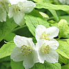 Philadelphus Coronarius - Aureus