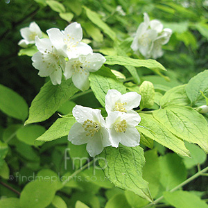 Philadelphus Coronarius 'Aureus' - Golden Mock Orange