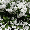 Philadelphus - Buckleys Quill