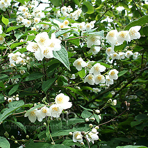 Philadelphus Delavayi 'Calvescens'