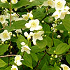 Philadelphus Caucasicus