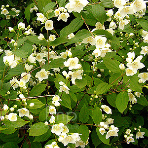 Philadelphus Caucasicus - Mock Orange