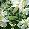 Philadelphus - Lemoinei Erectus