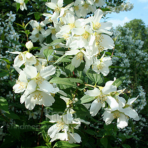 Philadelphus 'Lemoinei Erectus' - Mock Orange, Philadelphus