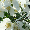 Philadelphus - Mont Blanc