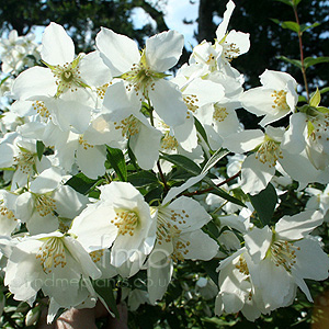 Philadelphus 'Mont Blanc' - Mock Orange, Philadelphus