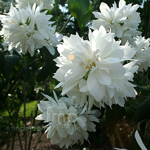 Philadelphus 'Rusalka' - Mock Orange, Philadelphus