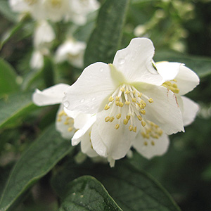 Philadelphus Subcanus