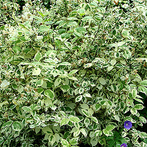 Philadelphus Coronarius 'Variegatus' - Variegated Mock Orange