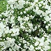 Philadelphus - Manteau d Hermine