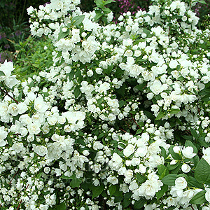 Philadelphus 'Manteau d' Hermine' - Mock Orange, Philadelphus