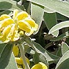 Phlomis Fruticosa