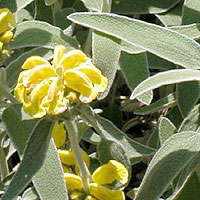 Phlomis Fruticosa - Jerusalem Sage, Phlomis