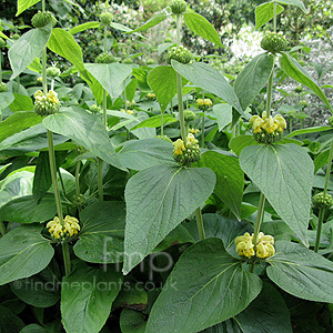 Phlomis Cashmeriana - Jerusalem Sage, Phlomis