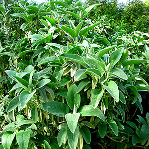 Phlomis Chrysophylla - Jerusalem Sage